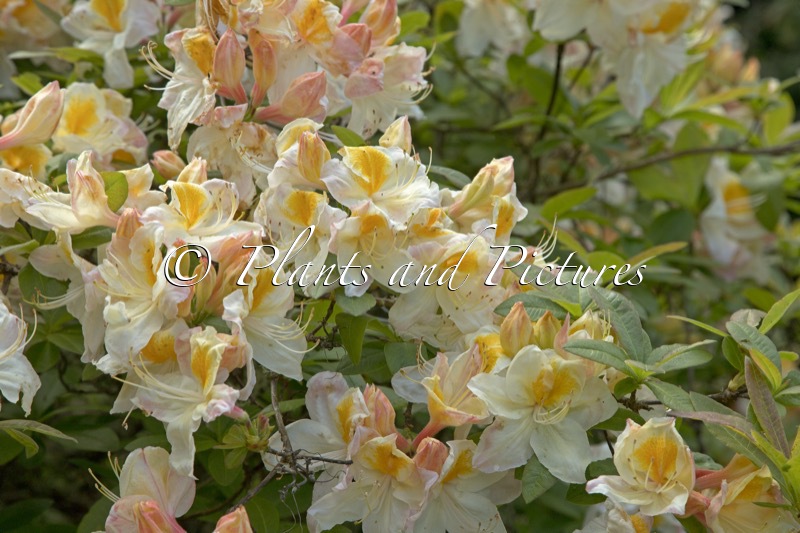 Rhododendron ‘Silver Slipper’