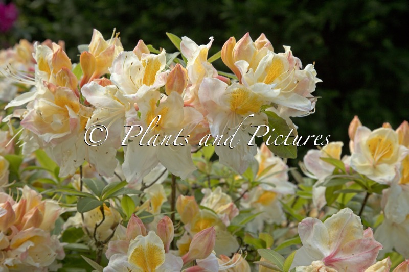 Rhododendron ‘Silver Slipper’