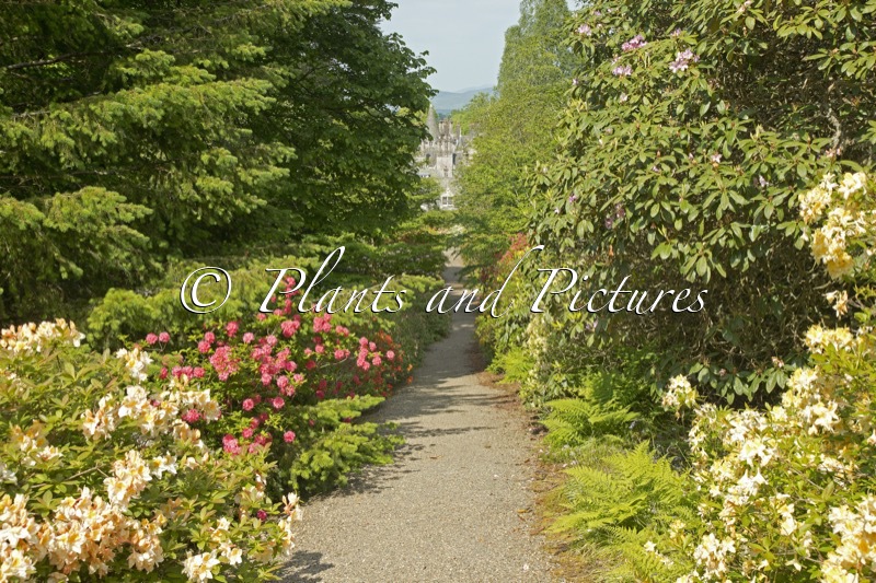 Dawyck Botanic Garden