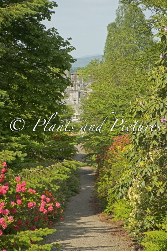 Dawyck Botanic Garden