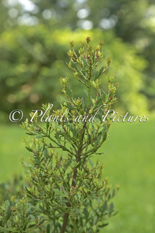 Phyllocladus alpinus
