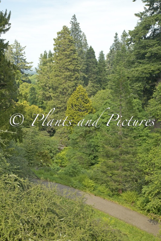 Dawyck Botanic Garden