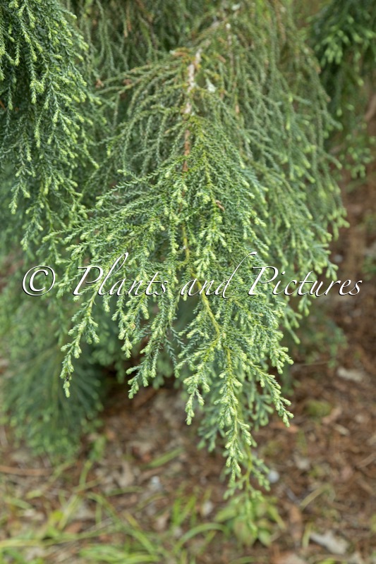 Fitzroya cupressoides