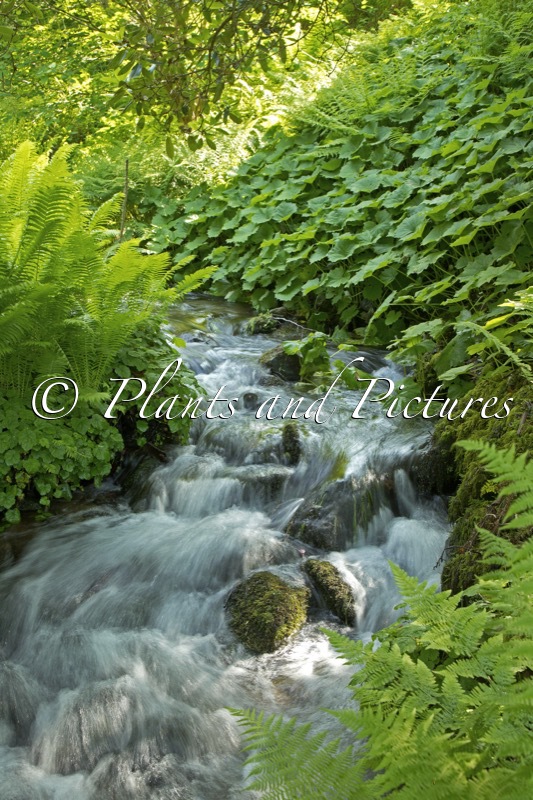 Dawyck Botanic Garden