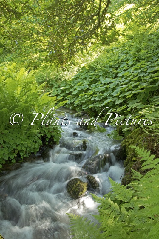 Dawyck Botanic Garden