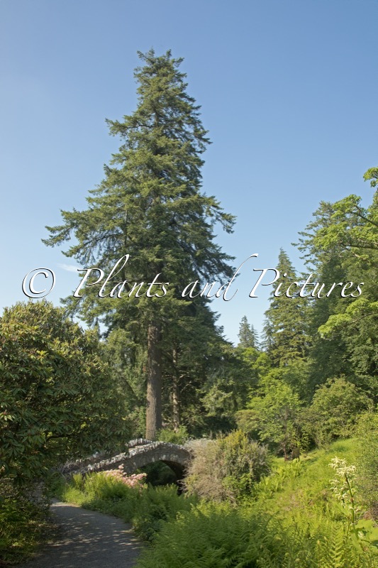 Pseudotsuga menziesii