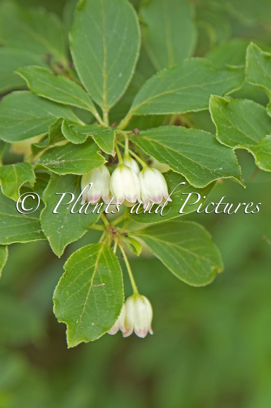 Enkianthus perulatus