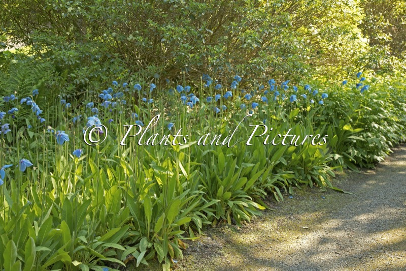Meconopsis betonicifolia