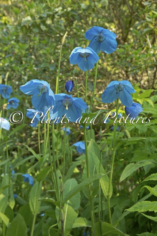 Meconopsis betonicifolia