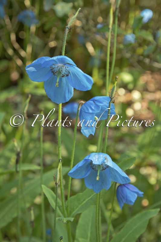 Meconopsis betonicifolia