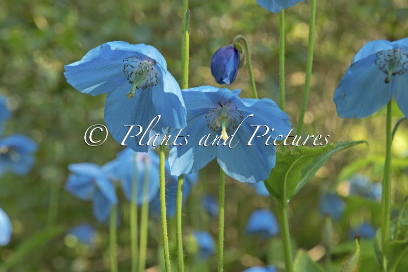 Meconopsis betonicifolia