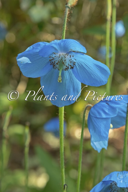 Meconopsis betonicifolia