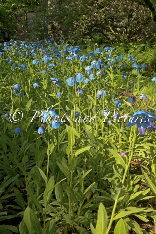 Meconopsis ‘Slieve Donard’