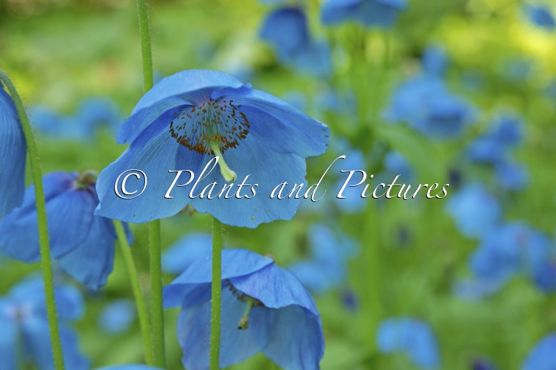 Meconopsis ‘Slieve Donard’