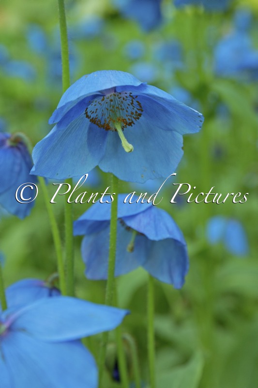 Meconopsis ‘Slieve Donard’