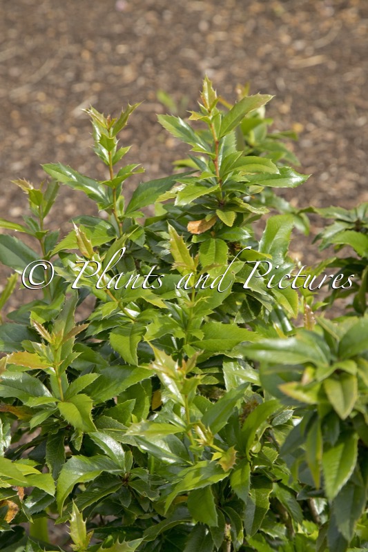 Mahoberberis ‘Dart’s Desire’