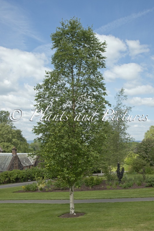 Betula ermanii ‘Holland’