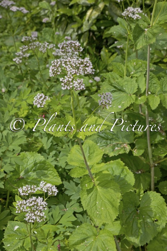 Valeriana pyrenaica
