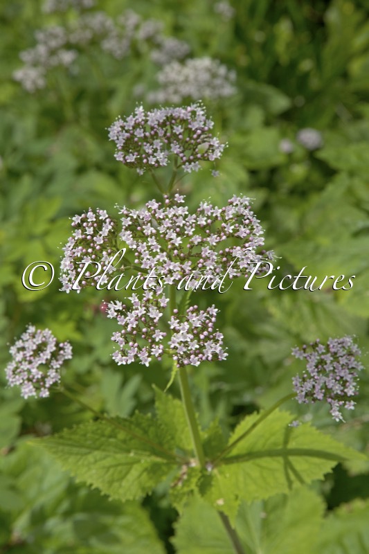 Valeriana pyrenaica