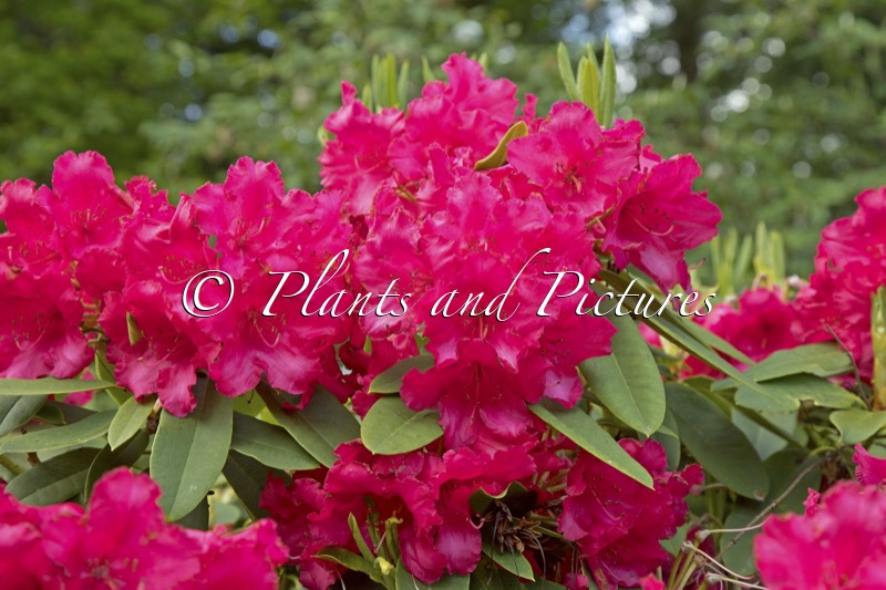 Rhododendron ‘Britannia’
