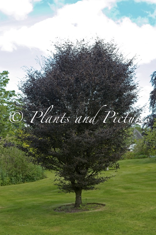 Fagus sylvatica ‘Rohanii’