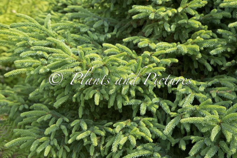 Picea mariana ‘Nana’