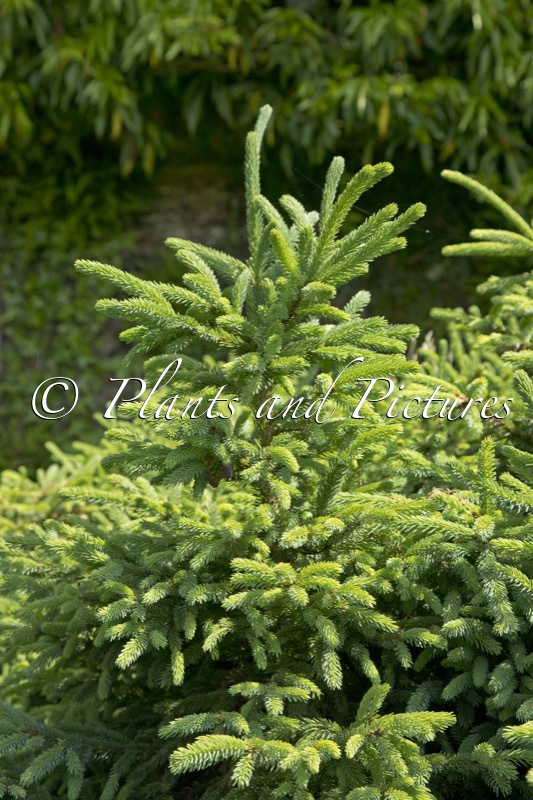Picea mariana ‘Nana’