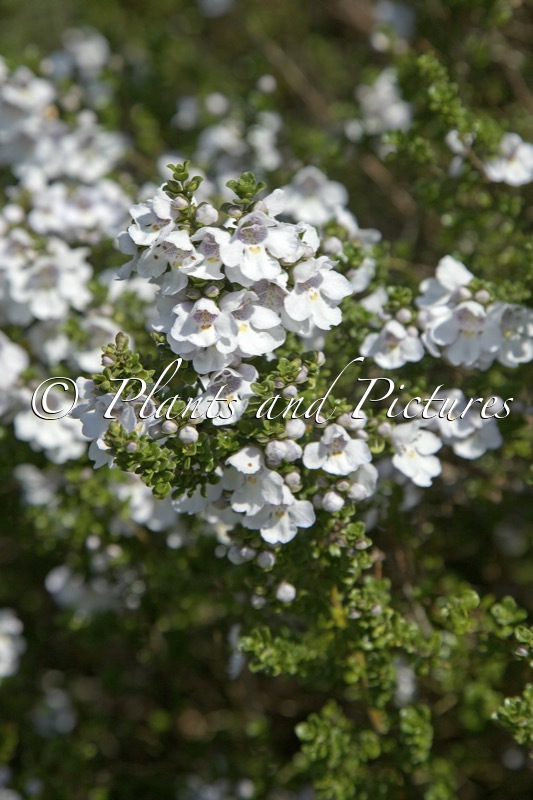 Prostanthera cuneata