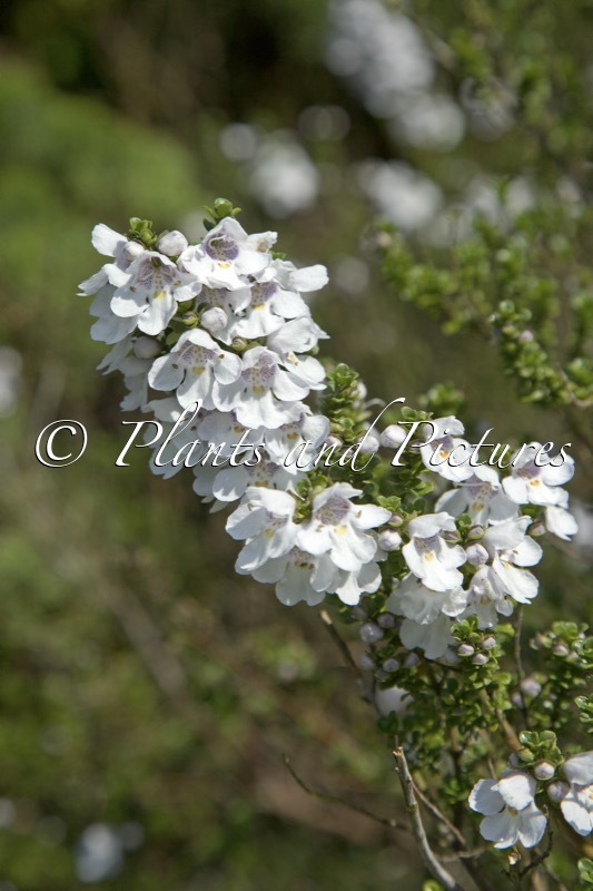 Prostanthera cuneata
