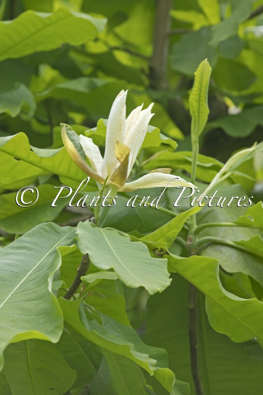 Magnolia officinalis
