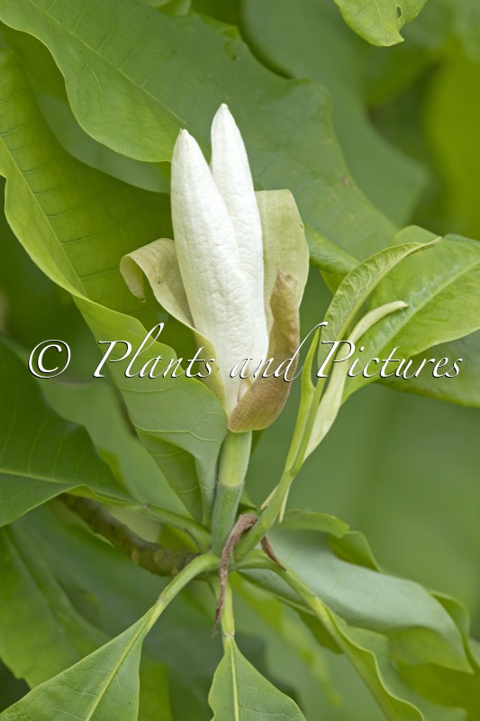 Magnolia officinalis