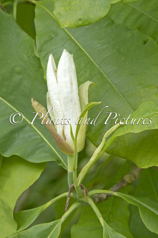Magnolia officinalis