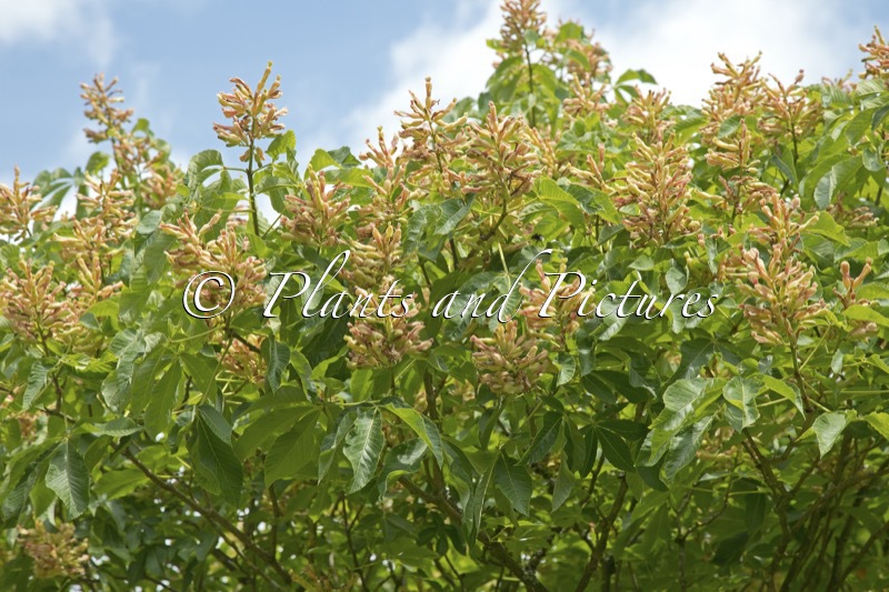 Aesculus mutabilis ‘Induta’