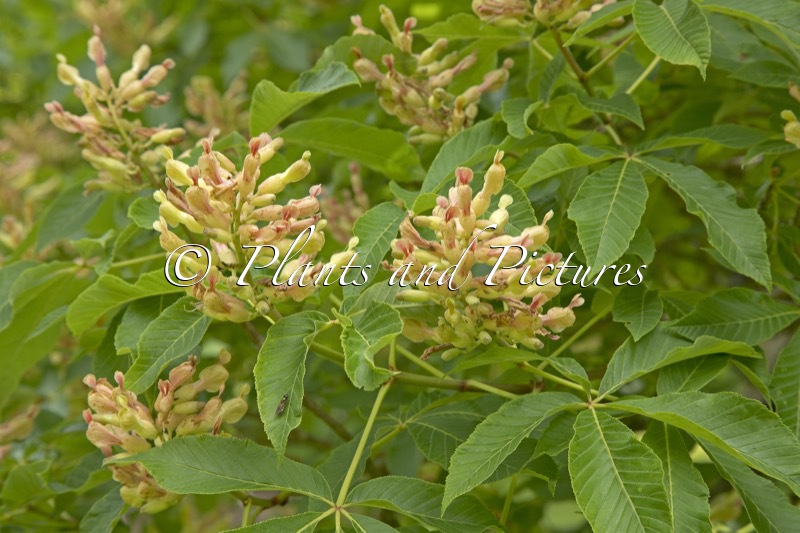 Aesculus mutabilis ‘Induta’