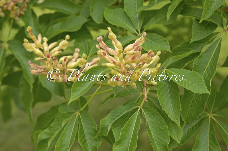 Aesculus mutabilis ‘Induta’