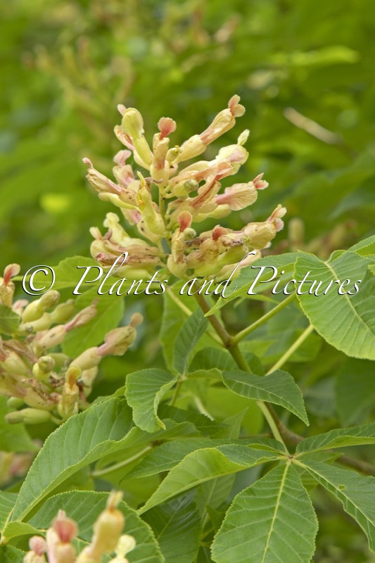 Aesculus mutabilis ‘Induta’