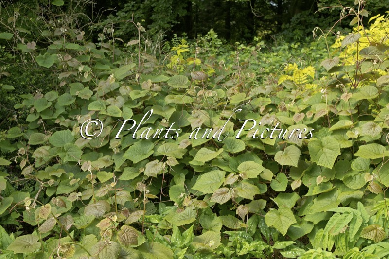 Vitis coignetiae