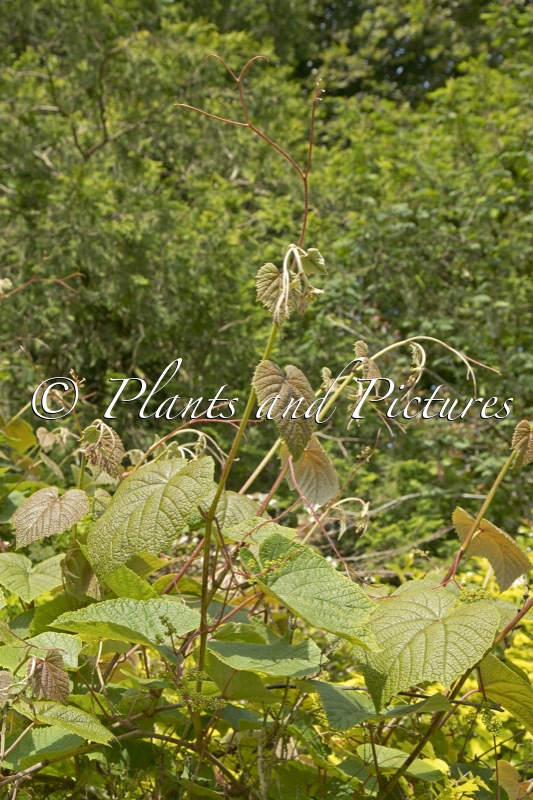 Vitis coignetiae