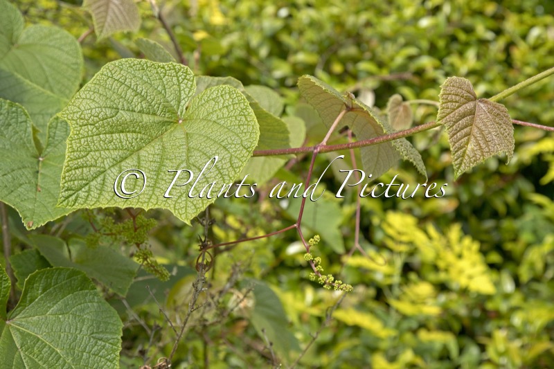 Vitis coignetiae