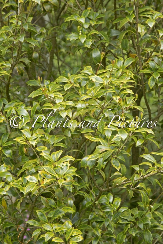 Osmanthus heterophylla ‘Aureomarginatus’