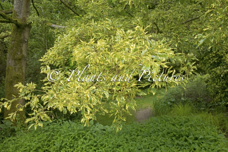 Quercus cerris ‘Argenteovariegata’