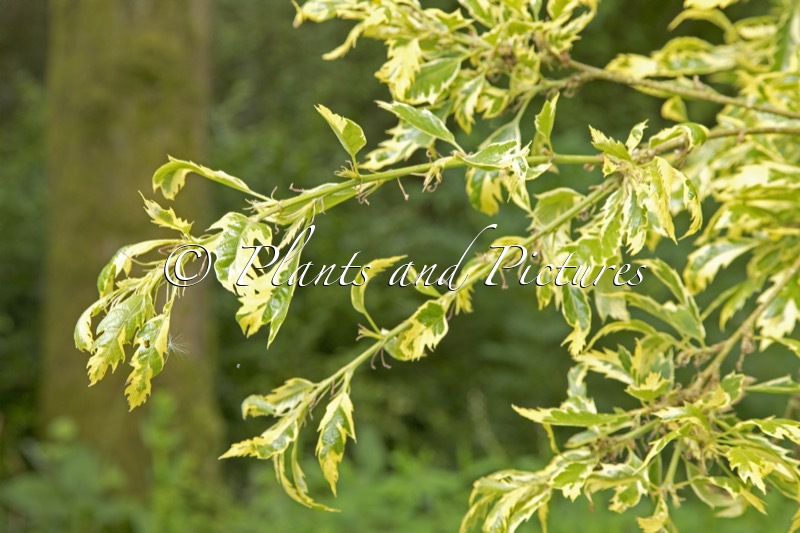 Quercus cerris ‘Argenteovariegata’