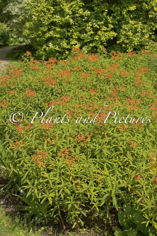 Euphorbia griffithii