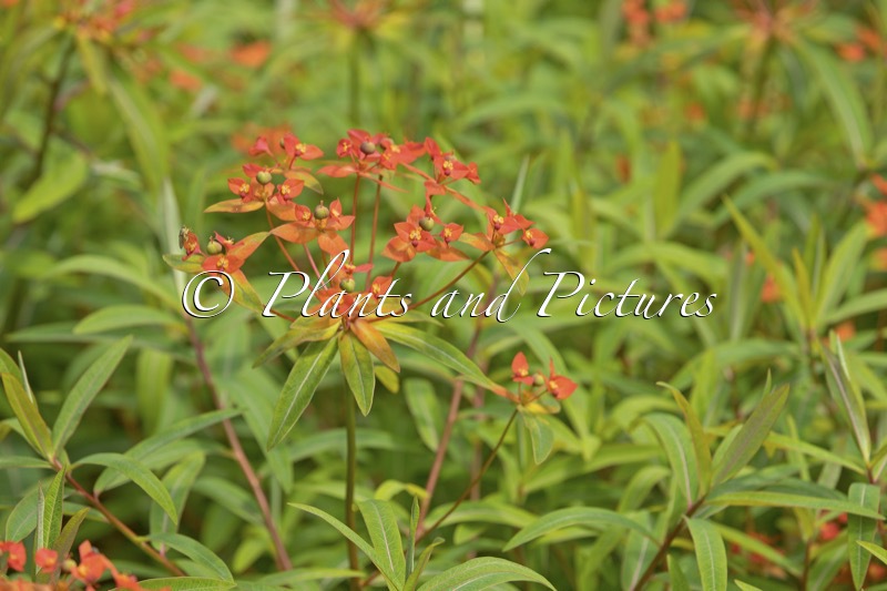Euphorbia griffithii
