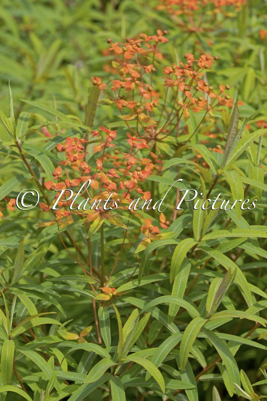 Euphorbia griffithii