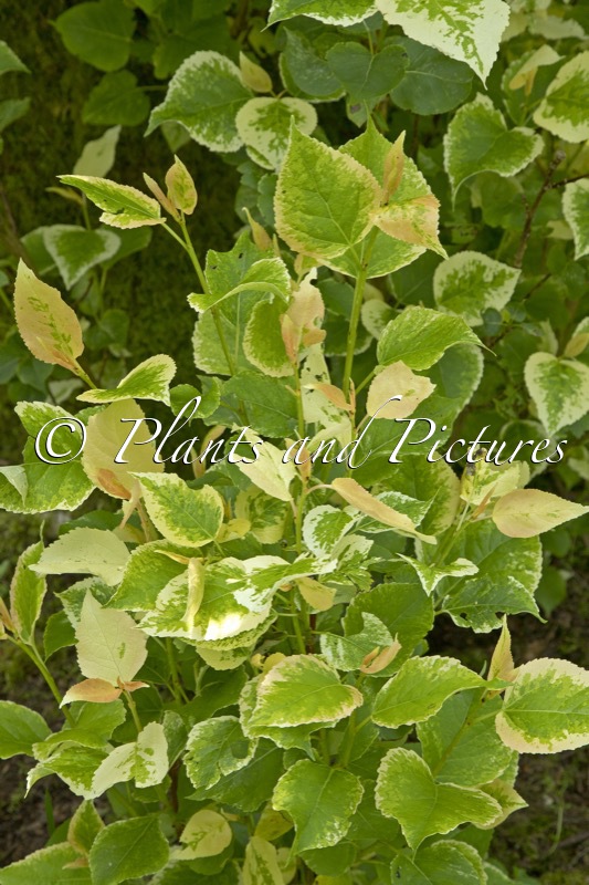 Populus jackii ‘Aurora’