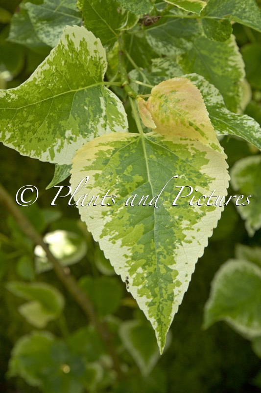 Populus jackii ‘Aurora’