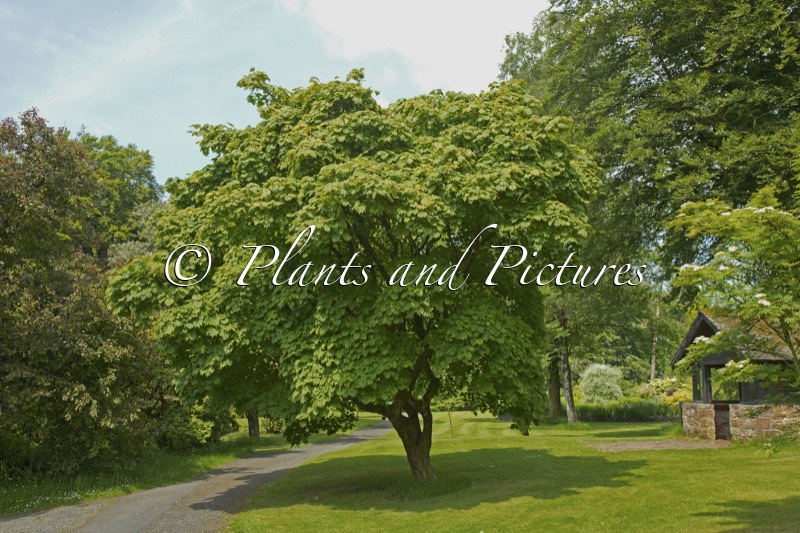 Acer japonicum ‘Vitifolium’