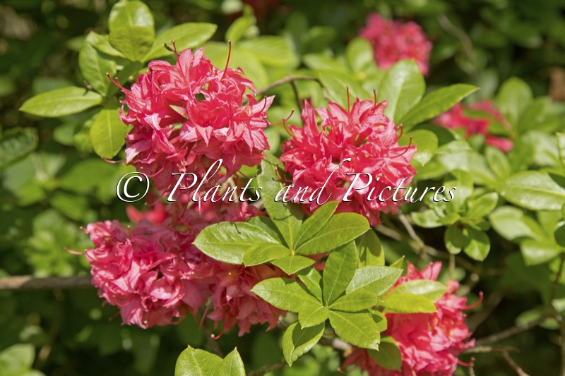 Rhododendron ‘Homebush’