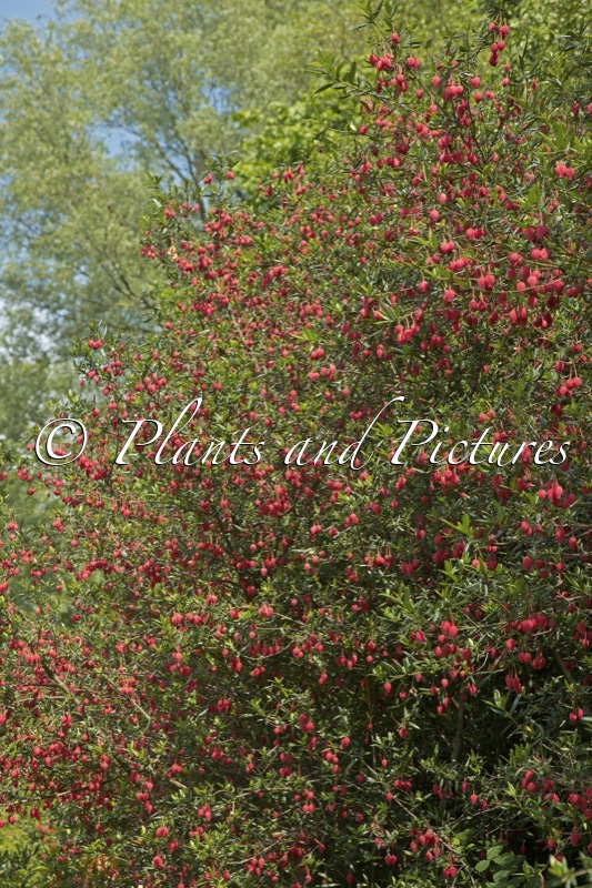Crinodendron hookerianum